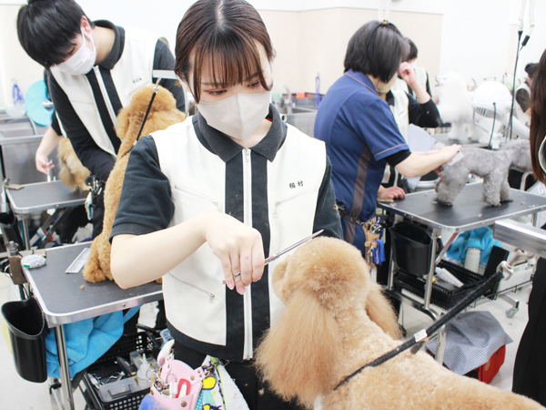 お客様の愛犬をトリミング♪